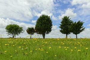 wild Blumen und Kiefern, Patagonien foto