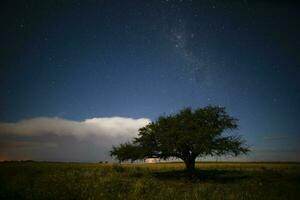 Pampas Landschaft fotografiert beim Nacht mit ein sternenklar Himmel, la Pampa Provinz, Patagonien , Argentinien. foto