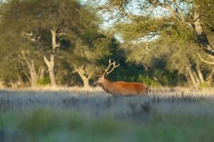 männlich rot Hirsch im la Pampa, Argentinien, Parque luro, Natur Reservieren foto