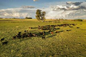 Antenne Aussicht von ein Trupp von lenkt zum Export, das Vieh angehoben mit natürlich Weiden im das Argentinien Landschaft. foto