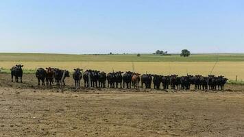 das Vieh im Argentinien Land, la Pampa Provinz, Argentinien. foto