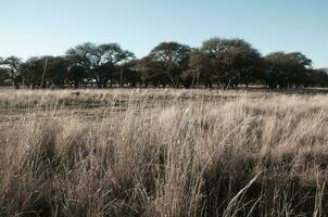 calden Wald Landschaft, geoffraea decorticans Pflanzen, la Pampa Provinz, Patagonien, Argentinien. foto