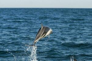 düster Delfin Springen , Halbinsel Wald , UNESCO Welt Erbe Grundstück, Patagonien , Argentinien. foto