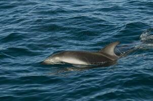 düster Delfin Springen , Halbinsel Wald , UNESCO Welt Erbe Grundstück, Patagonien , Argentinien. foto
