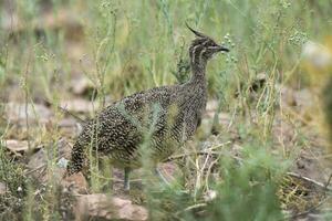 elegant mit Haube tinamu, Eudromie elegans, Pampas Wiese Umfeld, la Pampa Provinz, Patagonien, Argentinien. foto