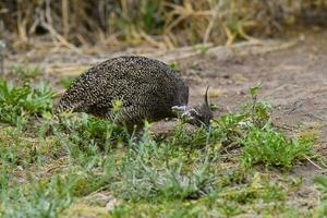 elegant mit Haube tinamu, Eudromie elegans, Pampas Wiese Umfeld, la Pampa Provinz, Patagonien, Argentinien. foto