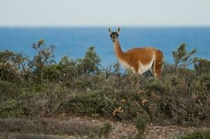 Guanako, Lama Guanicoe, luro Park, la Pampa Provinz, la Pampa, Argentinien. foto