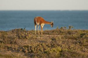 Guanako, Lama Guanicoe, luro Park Natur Reservieren, la Pampa Provinz, la Pampa, Argentinien. foto