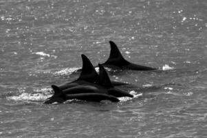 Orca patrouillieren das Küstenlinie, Halbinsel Valdes, Patagonien, Argentinien. foto