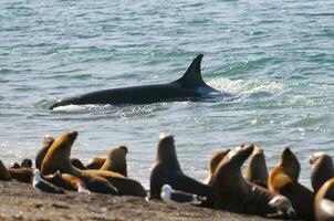 Orca patrouillieren das Küstenlinie, Halbinsel Valdes, Patagonien, Argentinien. foto