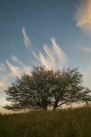 calden Wald Landschaft, geoffraea decorticans Pflanzen, la Pampa Provinz, Patagonien, Argentinien. foto