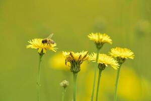 Biene auf ein wild Blume, Patagonien foto