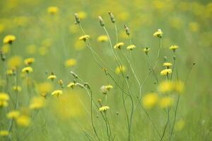 wild Blume Hintergrund im Patagonien, Argentinien foto