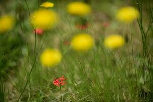 wild Blume Hintergrund im Patagonien, Argentinien foto