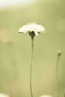 wild Blume Hintergrund im Patagonien, Argentinien foto