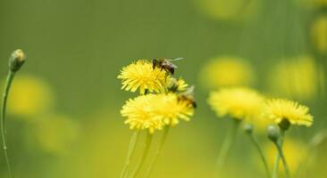 Biene auf wild Blumen foto