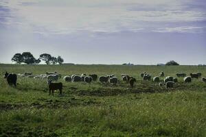 lenkt gefüttert auf Weide, la Pampa, Argentinien foto