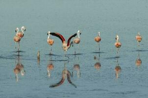 Flamingos sich ausruhen im ein salzig Lagune, la Pampa Provinz, Patagonien, Argentinien. foto