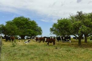 lenkt gefüttert auf Weide, la Pampa, Argentinien foto