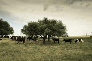 lenkt gefüttert auf Weide, la Pampa, Argentinien foto