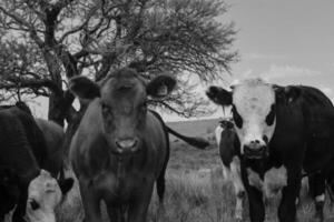 lenkt gefüttert auf Weide, la Pampa, Argentinien foto