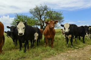 lenkt gefüttert auf Weide, la Pampa, Argentinien foto