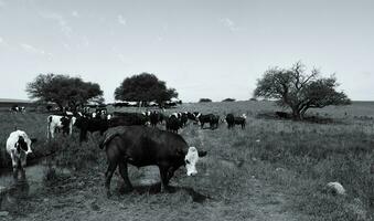 lenkt gefüttert auf Weide, la Pampa, Argentinien foto