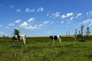 lenkt gefüttert auf Weide, la Pampa, Argentinien foto