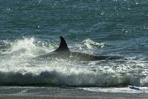 Orca patrouillieren das Küste, Halbinsel Valdes, Patagonien Argentinien foto