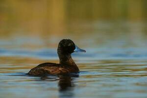 See Ente im Pampas Lagune Umfeld, la Pampa Provinz, Patagonien , Argentinien. foto