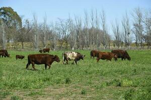 das Vieh erziehen im Pampas Landschaft, la Pampa Provinz, Argentinien. foto