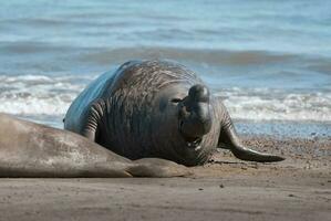 männlich Elefant Siegel, Halbinsel Valdes, Patagonien, Argentinien foto