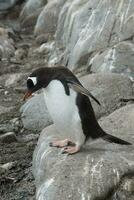 Gentoo Pinguin, Pygoscelis Papua, Antarktis. foto