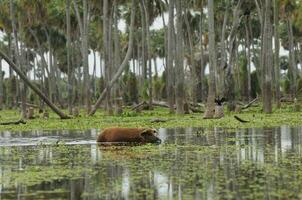 Schwein im Palmen Landschaft im la Estrella Sumpf, formosa Provinz, Argentinien. foto