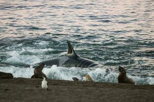 Orca jagen Meer Löwen, Patagonien , Argentinien foto