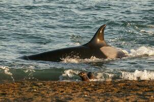Orca angreifen Meer Löwen, Patagonien Argentinien foto