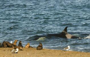 Orca jagen Meer Löwen, Patagonien , Argentinien foto