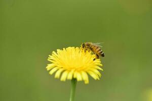 Biene auf ein wild Blume, Patagonien foto