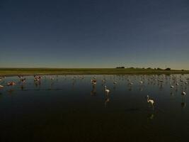 Flamingos im Patagonien , Antenne Aussicht foto