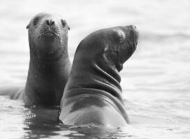 Baby Meer Löwe , Patagonien Argentinien foto