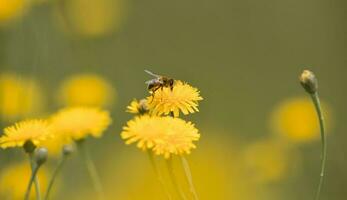 Biene auf ein wild Blume, Patagonien foto