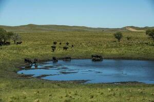 Wasser Büffel, Bubalus Bubalis, im pampasd Landschaft, la Pampa Provinz, Patagonien. foto