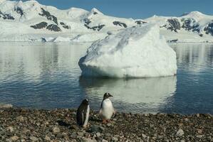 Gentoo Pinguin, auf ein Antarktis Strand, neko Hafen, Antarktis foto