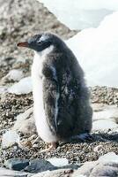 Gentoo Pinguin, auf ein Antarktis Strand, neko Hafen, Antarktis foto