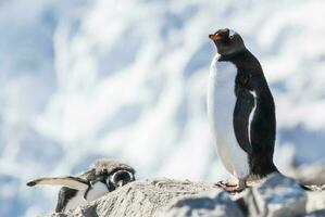 Gentoo Pinguin, auf ein Antarktis Strand, neko Hafen, Antarktis foto