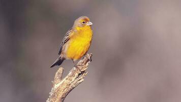 Safran Fink ,sicalis Flaveola, la Pampa, Argentinien. foto