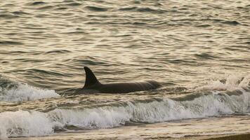 Orca Jagd Meer Löwen auf das paragonisch Küste, Patagonien, Argentinien foto