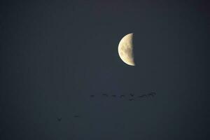 Herde von Vögel fliegend mit das Mond im das Hintergrund, la Pampa Provinz, Patagonien, Argentinien. foto