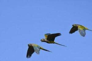 graben Papagei im Flug, la Pampa Provinz, Patagonien, Argentinien foto