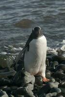 Gentoo Pinguin, Antarktis foto